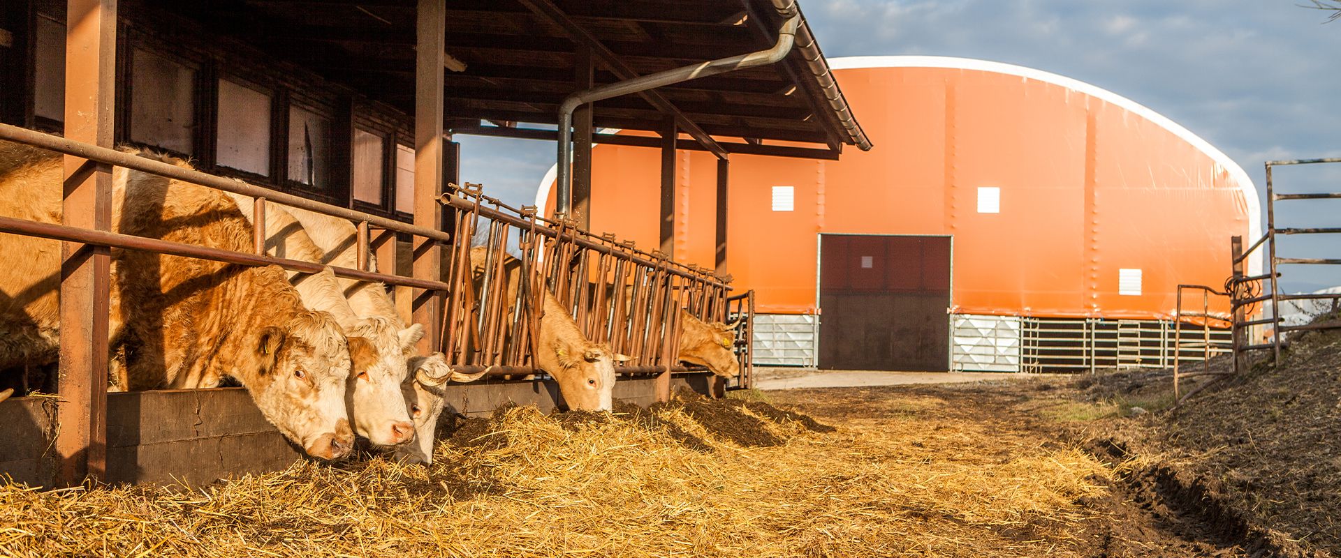 When the cow is under cover... Prefabricated hall as a delivery from discomfort, fear and stress!