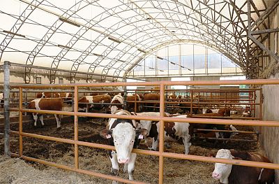 Cattle stabling of Beneš, Lipice